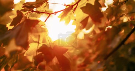 Photo for Forest sunrise background. Fall leaves. Morning park scenery. Blur yellow green tree foliage branch in lens flare defocused glowing beam light. - Royalty Free Image