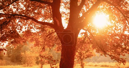 Photo for Fall sunset background. Forest landscape. Golden woods foliage. Nature harmony. Autumn orange brown tree growing on meadow in lens flare in defocused countryside. - Royalty Free Image