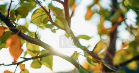 Téléchargez les photos : Jardin fond de lumière du soleil. Feuillage flou. Matin d'été déconcentré parc naturel vert jaune feuilles d'arbre luxuriantes dans la fusée éclairante lentille dans le ciel clair bokeh. - en image libre de droit