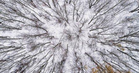 Téléchargez les photos : Vue sur la forêt de drones. Le sommet des arbres d'hiver. couverture de terre blanche avec des cercles de couronne nus temps froid belle réserve enneigée. - en image libre de droit