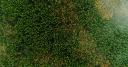 Téléchargez les photos : Du bois aérien. Drones. Feuillage vert jaune dans la forêt d'automne magnifique parc national réserve faunique le matin vue de dessus. - en image libre de droit