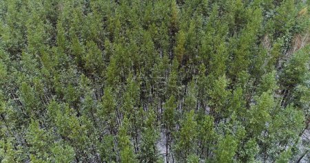 Photo for Drone forest view. Aerial pine wood. Wild nature winter landscape snowy earth with green tree crowns in national reserve in cloudy morning. - Royalty Free Image