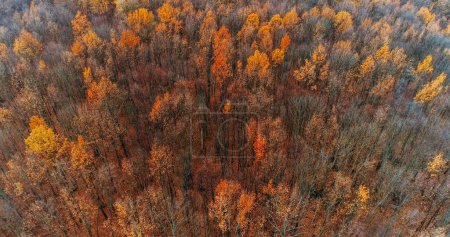 Foto de El otoño aéreo. Vista al bosque. Armonía silencio en otoño madera naranja marrón rojo árboles hojas naturaleza paisaje salvaje reserva en luz del día. - Imagen libre de derechos