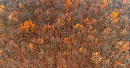 Photo for Autumn trees. Aerial fall. Forest landscape. Beautiful orange brown vibrant leafy crowns in daylight serene paysage drone view. - Royalty Free Image