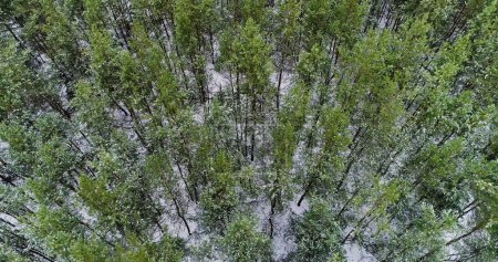 Photo for Aerial forest view. Drone snowy park. Early winter season white earth cover in wood landscape with green tree crowns in dull cloudy day. - Royalty Free Image