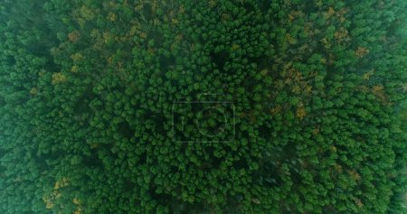 Téléchargez les photos : Bois de drone. Paysage forestier. Réserve de brouillard pittoresque beauté campagne sauvage été parc national vue de dessus. - en image libre de droit