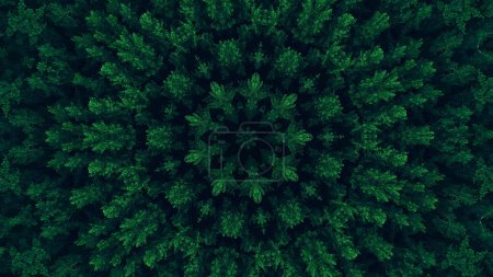 Photo for Green mandala. Foliage kaleidoscope. Tree crowns leaves texture round symmetrical graphic ornament on dark black abstract illustration background. - Royalty Free Image