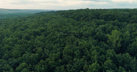 Photo for Aerial landscape view. Nature scenery. Green lush forest trees crowns in mist haze skyline summer environment background drone shot. - Royalty Free Image