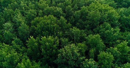 Photo for Aerial trees view. Green forest landscape. Countryside ecology. Summer lush foliage nature park scenery background drone shot. - Royalty Free Image