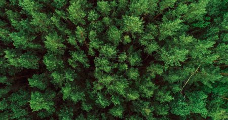Photo for Forest background. Sustainable nature. Drone view. Eco life scenery. Green lush pine tree crowns texture countryside woods flyover landscape. - Royalty Free Image
