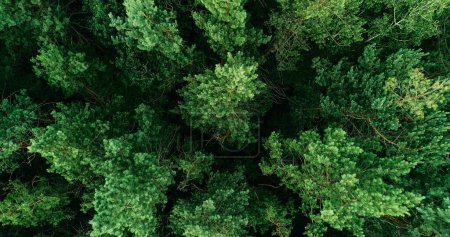 Photo for Green trees background. Sustainable Earth. Aerial shot. Pine woodland wild lush nature forest park crowns outdoors tranquility high scenery. - Royalty Free Image