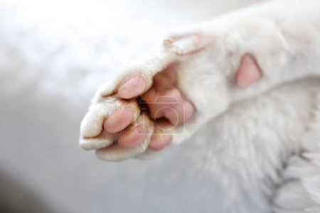 Photo for Kitty's paw is his heel. White Devonrex kitty with blue eyes. - Royalty Free Image