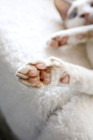 Photo for Kitty's paws are outstretched White Devonrex kitty with blue eyes. - Royalty Free Image