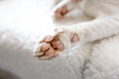 Photo for Kitty's paw is his heel. White Devonrex kitty with blue eyes. - Royalty Free Image