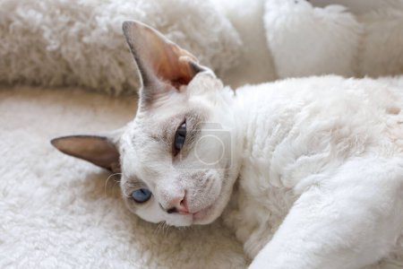 Photo for The kitten was lying on the white carpet. White Devonrex kitty with blue eyes. - Royalty Free Image