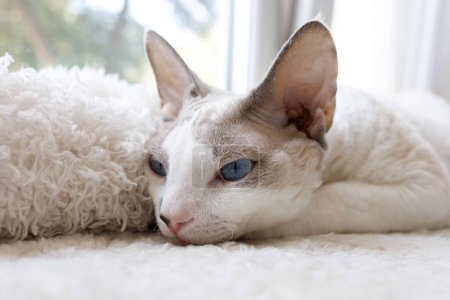 Photo for The kitty put his muzzle on the white mat. White Devonrex kitty with blue eyes. - Royalty Free Image