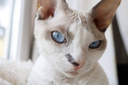 Photo for A white cat's face, he's looking forward. White Devonrex kitty with blue eyes. - Royalty Free Image