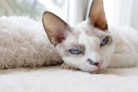 Photo for The kitty put his muzzle on the white mat. White Devonrex kitty with blue eyes. - Royalty Free Image