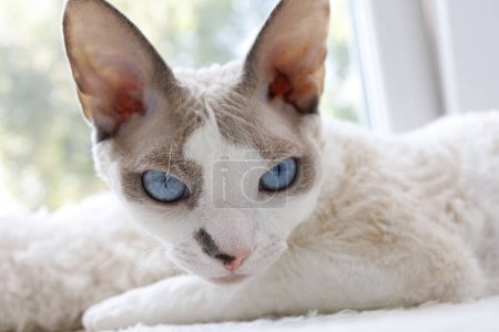Photo for The kitten looks away lying on the window. White Devonrex kitty with blue eyes. - Royalty Free Image