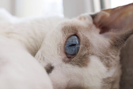 Photo for A close-up of a kitty's eye. White Devonrex kitty with blue eyes. - Royalty Free Image