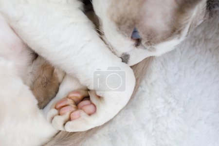 Photo for The white kitty tucked her paws under herself. White Devonrex kitty with blue eyes. - Royalty Free Image