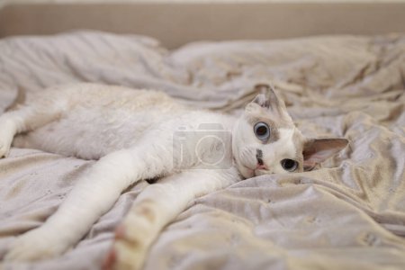 The kitten looks forward frightened lying on the bed. A frightened cat with big eyes and pinned ears. 