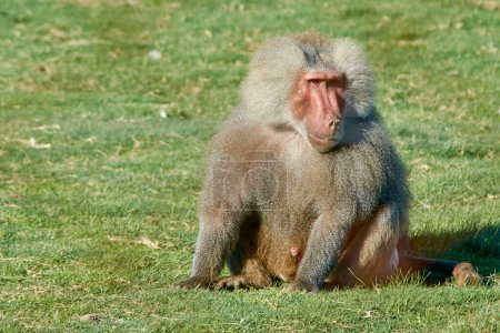 Photo for Primate animal Baboon full body sitting on the grass looking sideways. The scientific name is Papio hamadryas but it is also known as sacred baboon, papio, hamadryas baboon and Egyptian sacred baboon. - Royalty Free Image