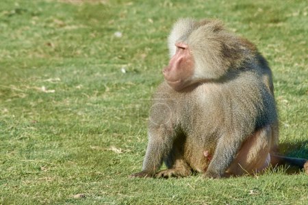 Primat animal babouin corps entier assis sur l'herbe regardant latéralement. Le nom scientifique est Papio hamadryas mais il est également connu comme babouin sacré, papio, babouin hamadryas et babouin sacré égyptien.