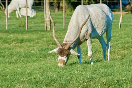 Adax animal salvaje comiendo hierba, sus cuernos se pueden ver. Nombre científico del mamífero Addax nasomaculatus