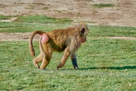 Primado babuino de perfil caminando sobre hierba en un entorno natural. Nombre científico es Papio hamadryas