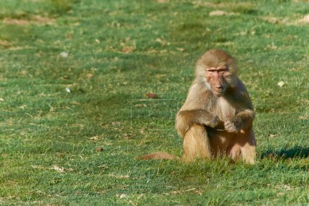 Primaten-Pavianporträt beim Blick in die Kamera in einer natürlichen Umgebung. Wissenschaftlicher Name ist Papio hamadryas