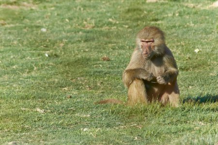 Retrato de babuino primates mirando a la izquierda en un entorno natural. Nombre científico es Papio hamadryas