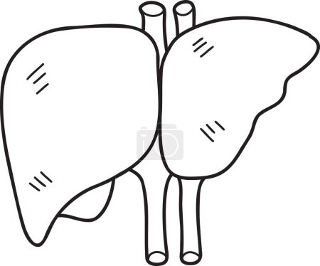 Illustration for Hand Drawn liver illustration isolated on background - Royalty Free Image