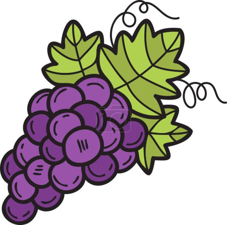Illustration for Hand Drawn grape illustration in doodle style isolated on background - Royalty Free Image