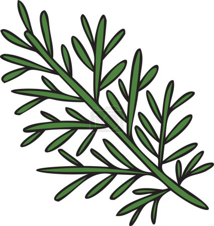 Illustration for Hand Drawn rosemary leaves illustration in doodle style isolated on background - Royalty Free Image