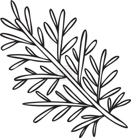Ilustración de Hand Drawn rosemary leaves illustration in doodle style isolated on background - Imagen libre de derechos