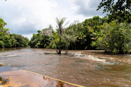 Foto de River flowing through dense forest. Rural area of the city of Valenca, Bahia. - Imagen libre de derechos