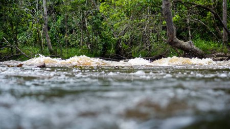Foto de Low view of the river flowing through the forest. Rural area of the city of Valenca, Bahia. - Imagen libre de derechos