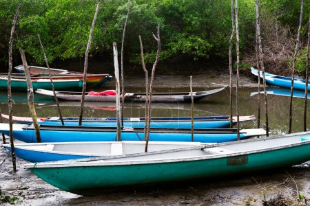 Photo for Several fishing canoes docked on the river. District of Acupe, Santo Amaro, Bahia. - Royalty Free Image