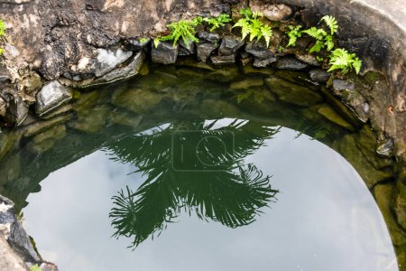 Téléchargez les photos : Plantes vertes sur le bord d'un puits avec réflexion dans l'eau. Maragogipinho, Bahia. - en image libre de droit