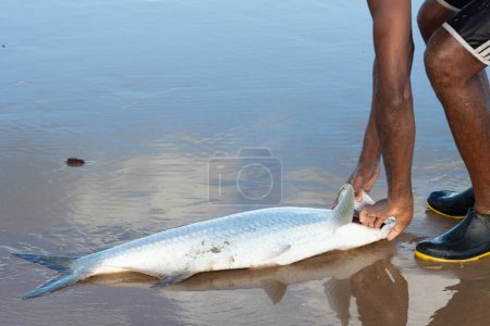 Foto de Salvador, Bahía, Brasil - 26 de abril de 2019: Tarpon fish, megalops atlanticus, in the beach sand, caught by fishermen. Alimentos de mar. - Imagen libre de derechos