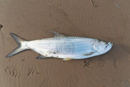 Foto de Salvador, Bahía, Brasil - 26 de abril de 2019: Tarpon fish, megalops atlanticus, in the beach sand caught by fishermen. Comida marina. pesca marina. - Imagen libre de derechos