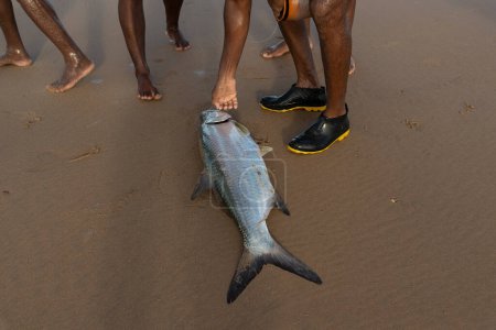 Foto de Salvador, Bahia, Brasil - 26 de abril de 2019: Pescado de sábalo, megalops atlanticus, capturado por pescadores. Comida marina. pesca marina. - Imagen libre de derechos