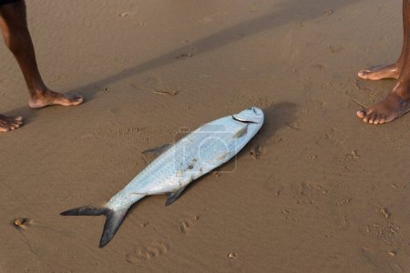 Foto de Salvador, Bahia, Brasil - 26 de abril de 2019: Pescado de sábalo, megalops atlanticus, capturado por pescadores. Comida marina. pesca marina. - Imagen libre de derechos