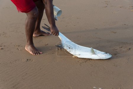 Foto de Salvador, Bahía, Brasil - 26 de abril de 2019: Tarpon fish, megalops atlanticus, in the beach sand, caught by fishermen. Alimentos de mar. - Imagen libre de derechos
