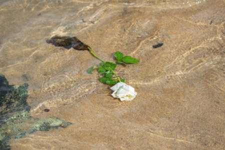 Flowers on the beach sand. Religious tribute. Salvador, Bahia.