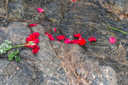 Fleurs rouges jetées sur un rocher de plage. Hommage à iemanja.