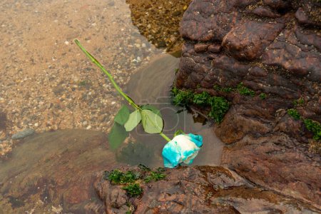Eine Blume in blauen und weißen Farben im Strandwasser zwischen den dunklen Felsen. Bewölkter Tag.
