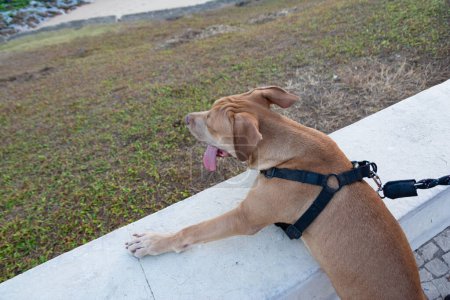 Brown pitbull dog looking at the sea. Domestic and calm animal