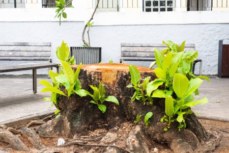 Téléchargez les photos : Salvador, Bahia, Brésil - 26 décembre 2021 : Tombeau d'un arbre centenaire abattu dans une rue de la ville de Salvador, Bahia. - en image libre de droit